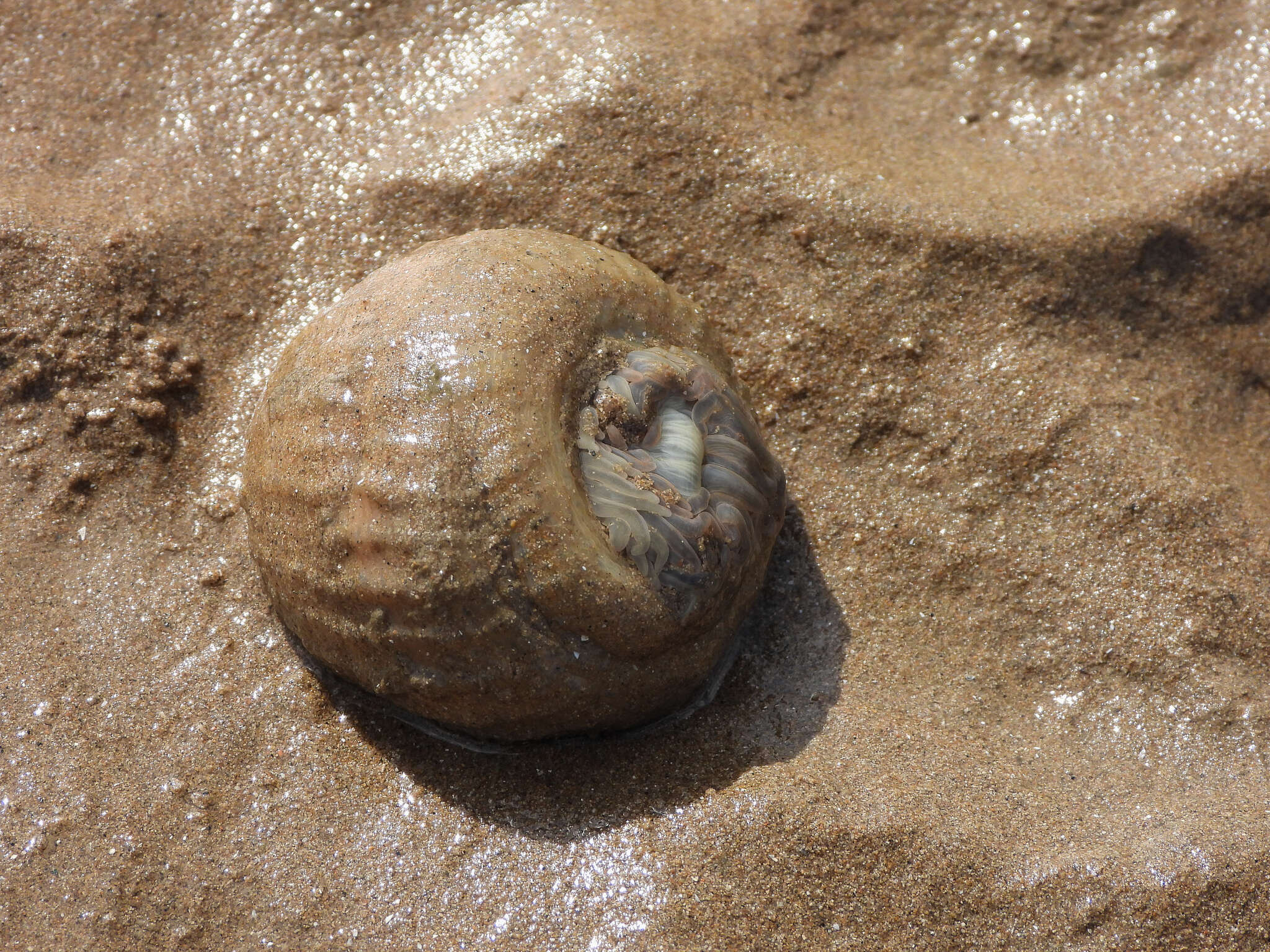 Image of Paracondylactis sinensis Carlgren 1934