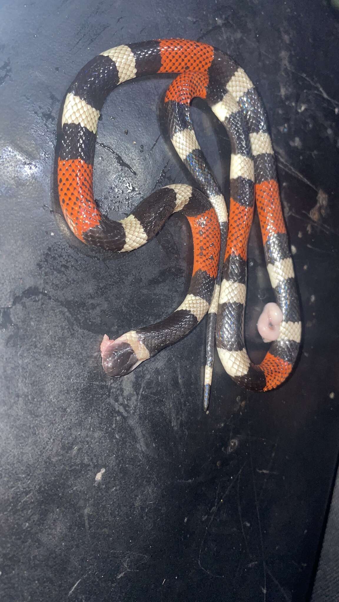 Image of Balsan Coral Snake