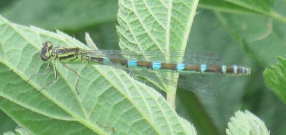 Image of Ornate Bluet