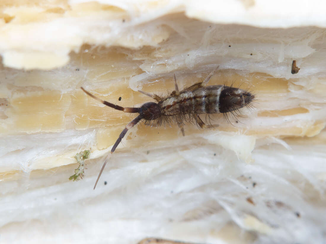 Image of hairy ground springtail