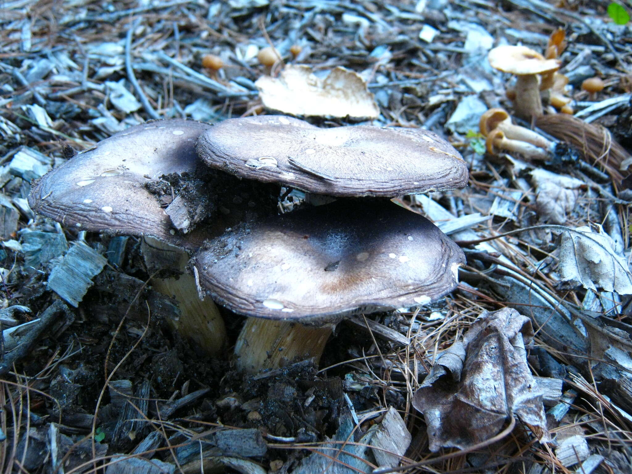 Image de Strophaire à l'anneau rugeux