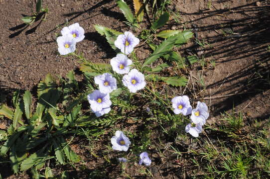 Image of Blue cup flower