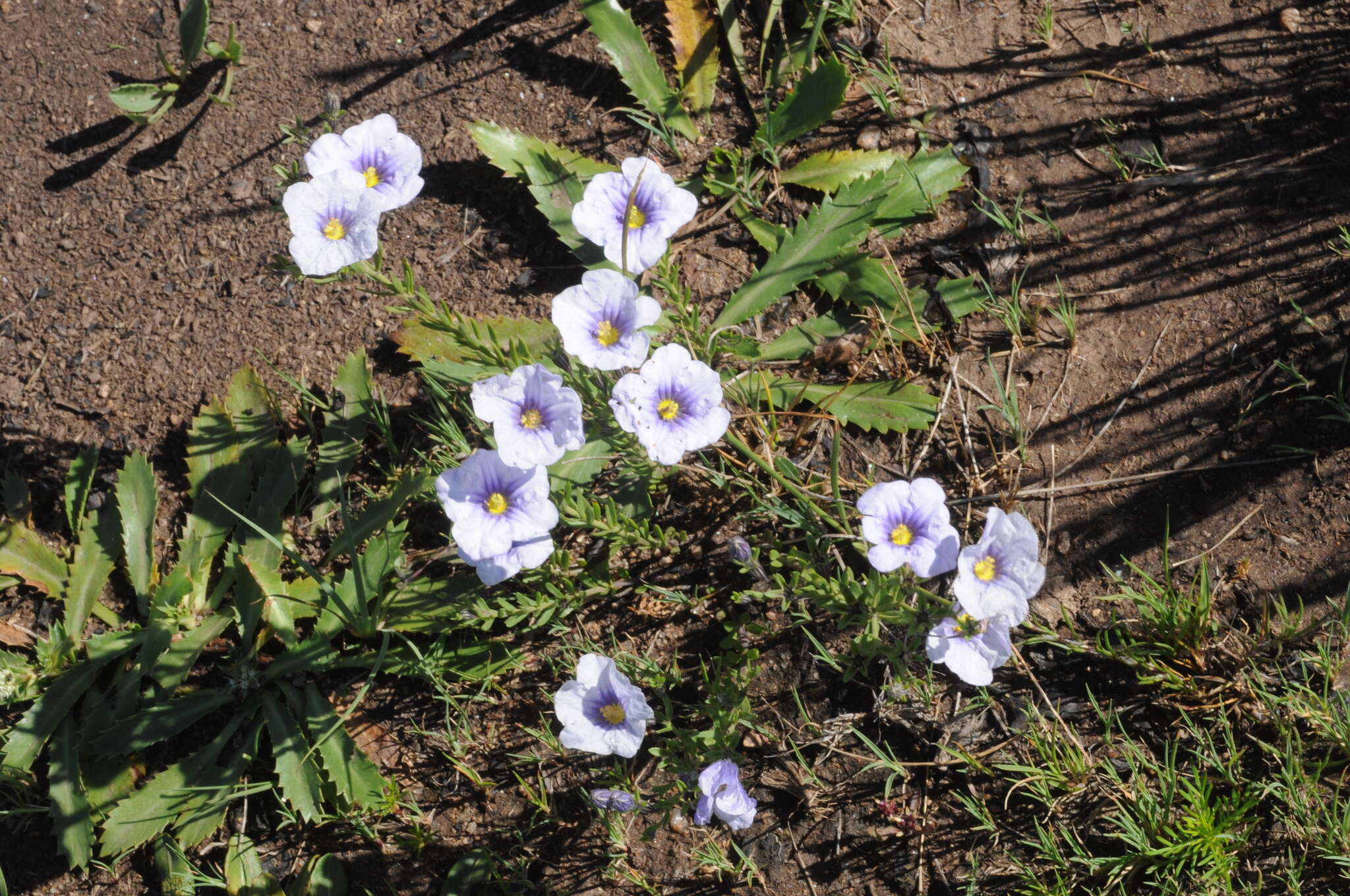 Image of Nierembergia linariifolia var. glabriuscula (Dun.) A. A. Cocucci & A. T. Hunziker