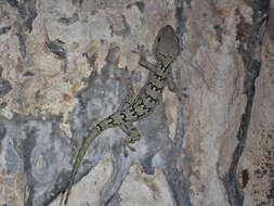 Image of Siamese Green-eyed Gecko