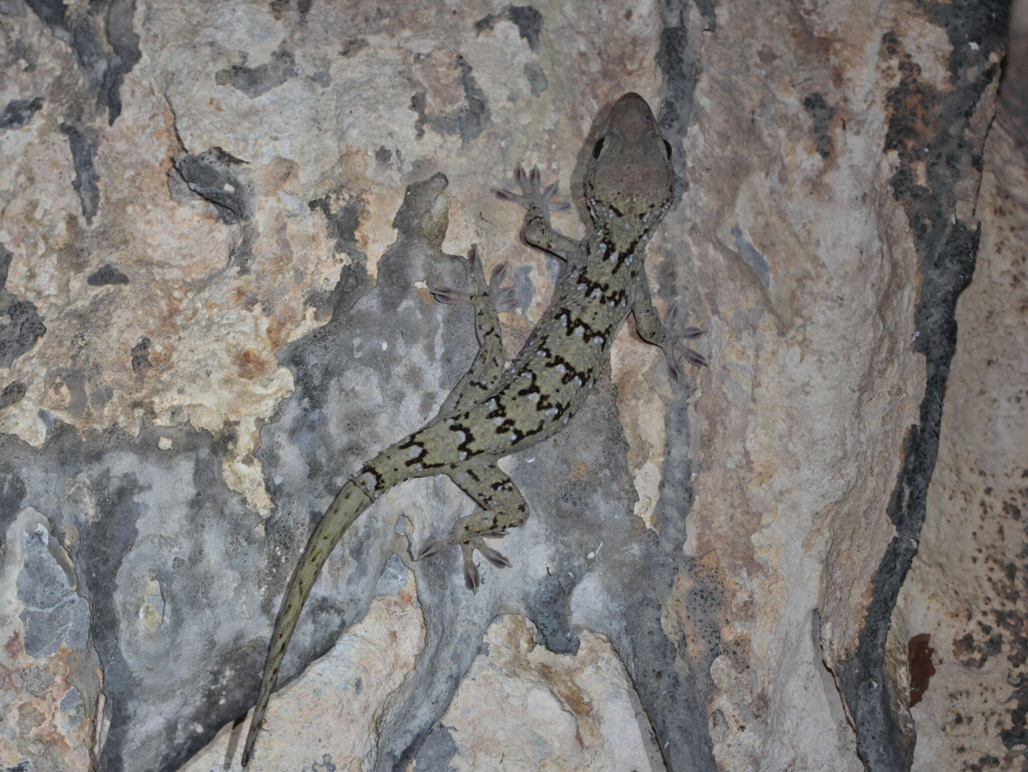 Image of Siamese Green-eyed Gecko