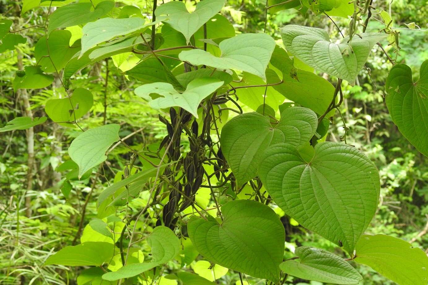 Dioscorea carpomaculata O. Téllez & B. G. Schub. resmi