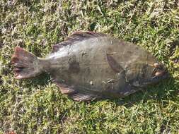 Image of Yellowbelly flounder