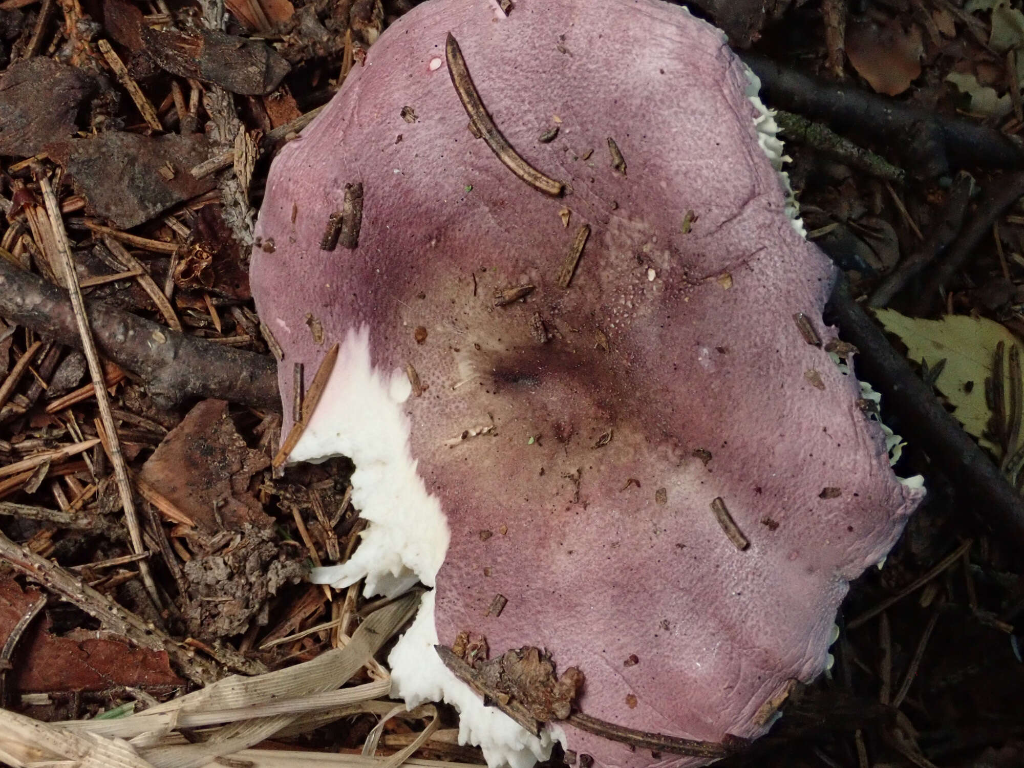 Image of Russula amethystina Quél. 1898