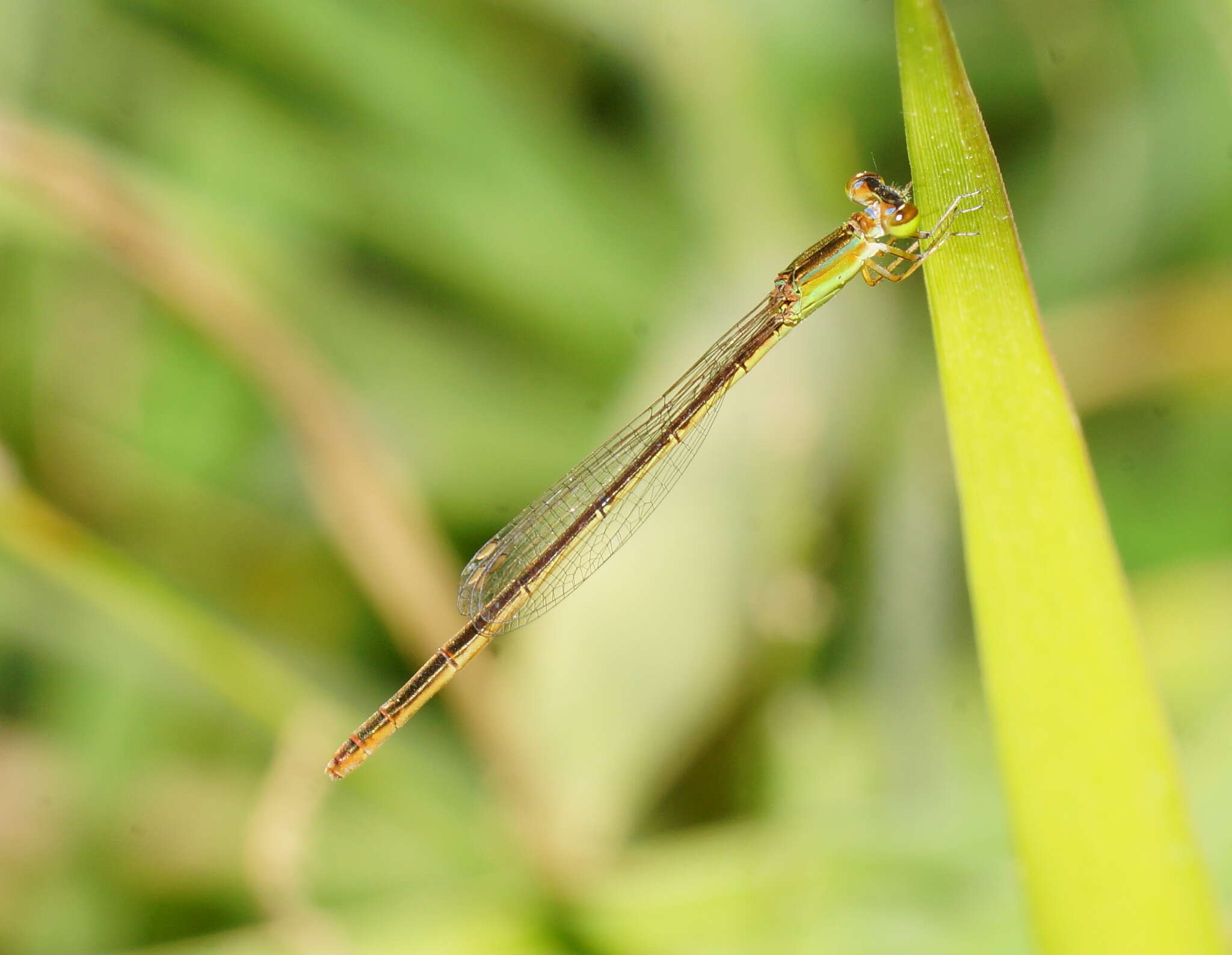 Imagem de Agriocnemis pygmaea (Rambur 1842)