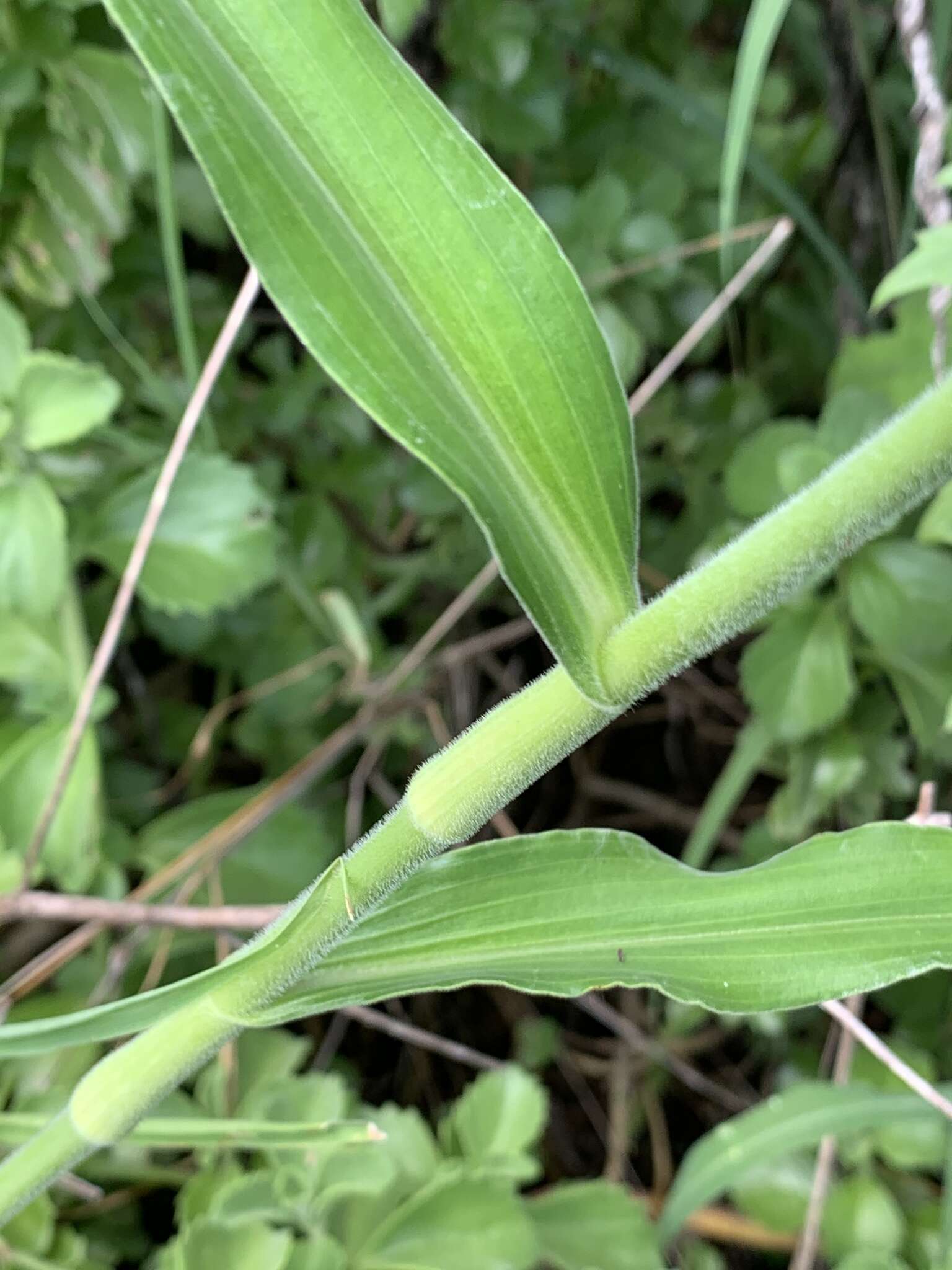 Image of Aneilema hockii De Wild.