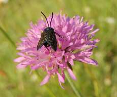 Image of Knautia illyrica Beck