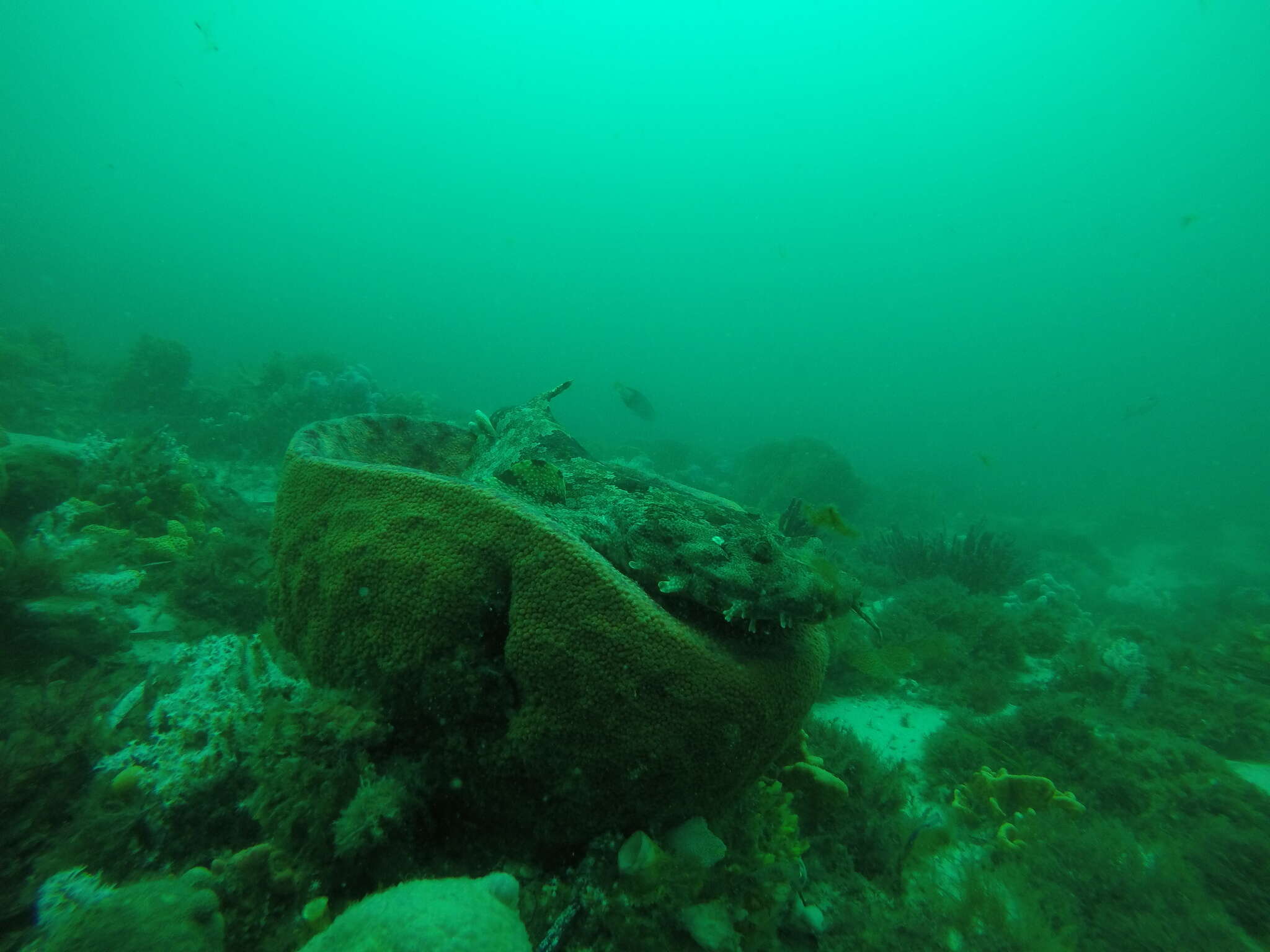 Image of Ornate Wobbegong