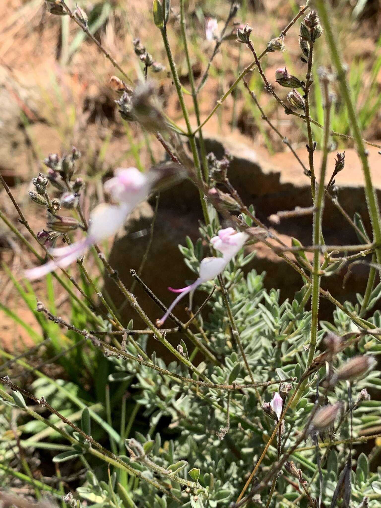 Image of Syncolostemon concinnus N. E. Br.