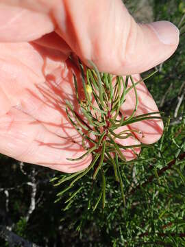 Image of Euryops linifolius (L.) DC.