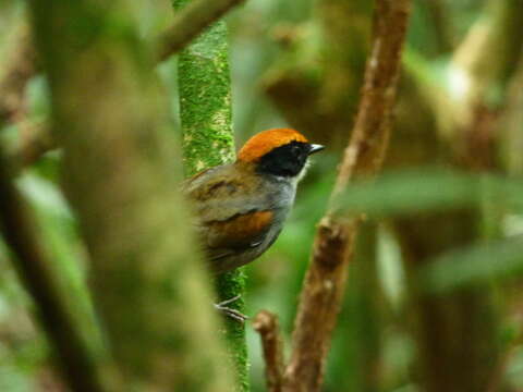 Image of Black-cheeked Gnateater