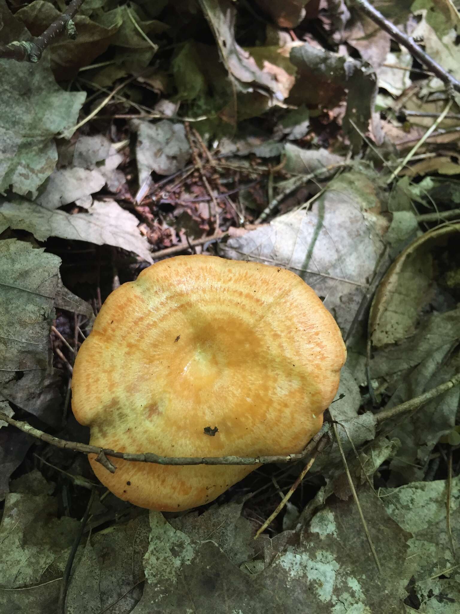 Sivun Lactarius salmonicolor R. Heim & Leclair 1953 kuva