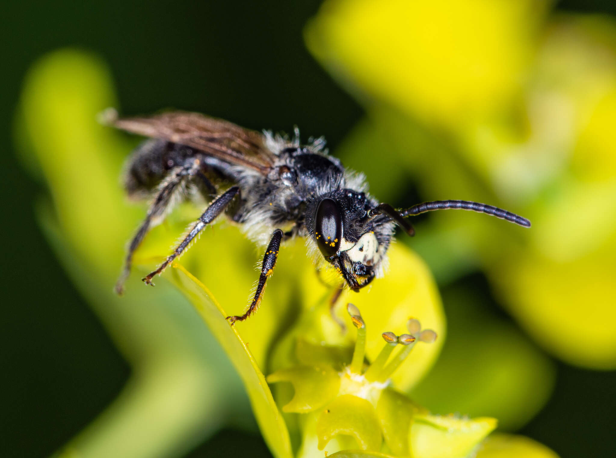 Image of Cresson's Andrena