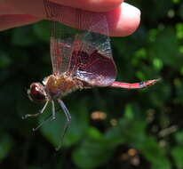 Image of Carolina Saddlebags