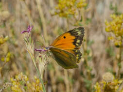 Image of Colias aurorina Herrich-Schäffer (1850)