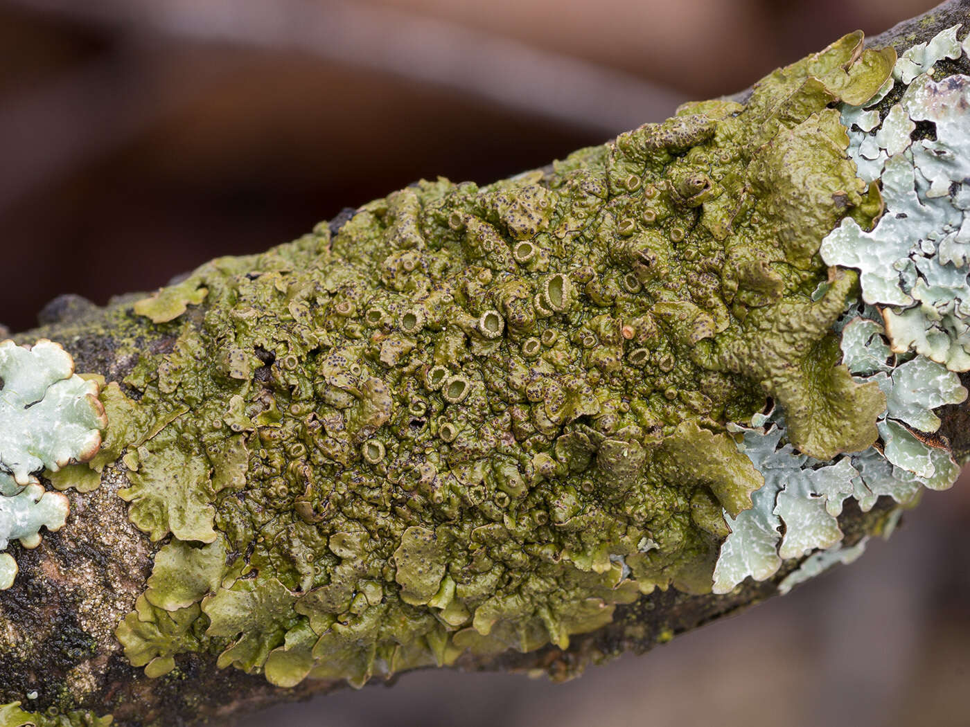 Image of melanelia lichen