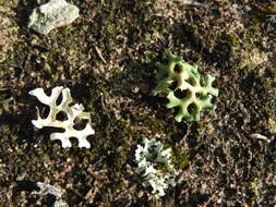 Image of Resurrection lichen