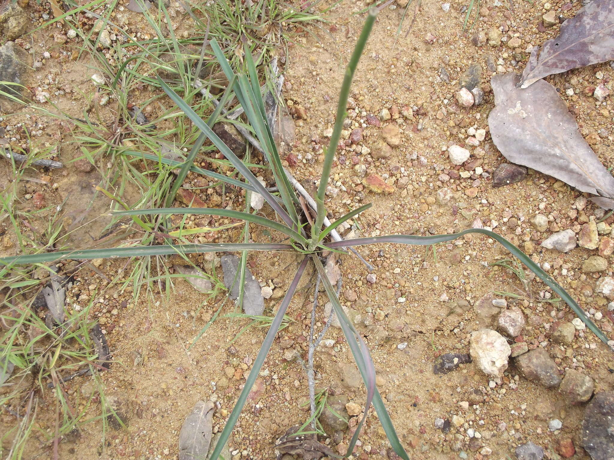 Image of Agave pratensis A. Berger