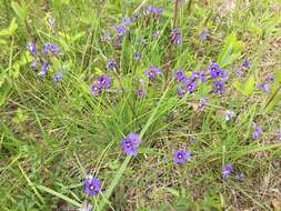 Image of eastern blue-eyed grass