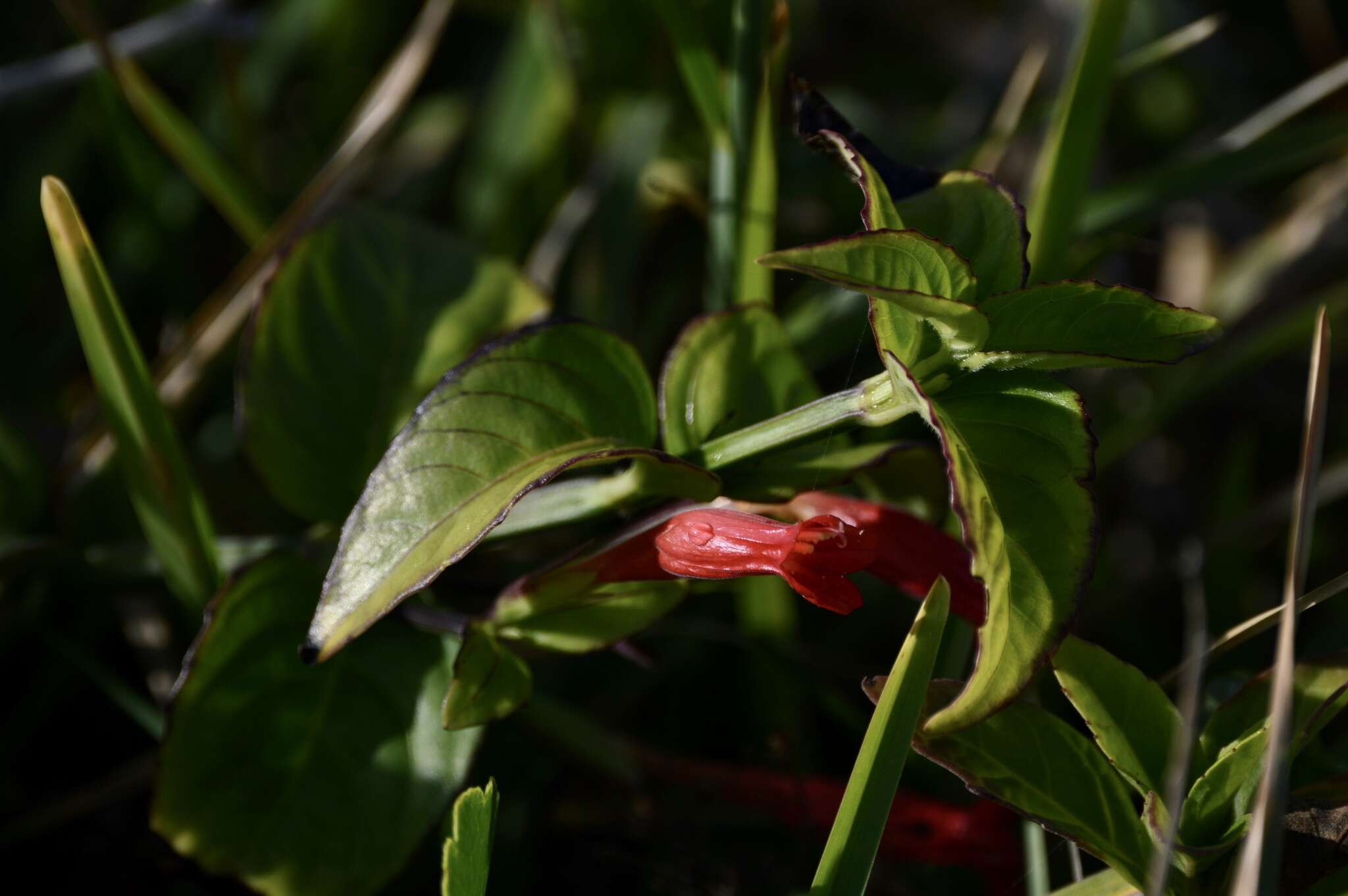 Image of Ruellia angustiflora (Nees) Lindau