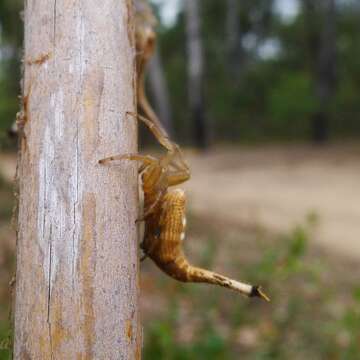 Image of Scorpion Tailed Spider