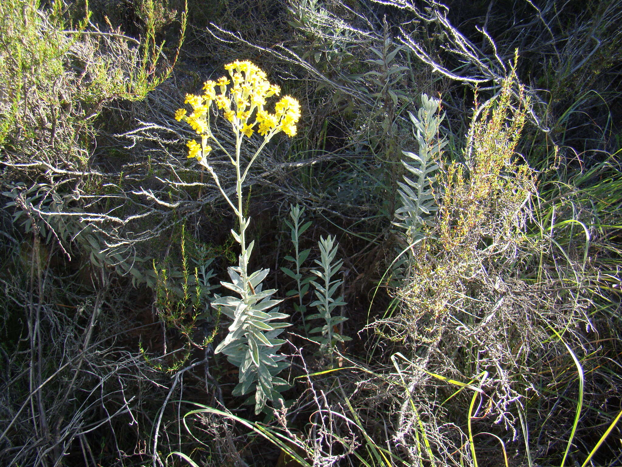 Image de Senecio lineatus (L. fil.) DC.