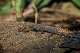 Image of Tuxtla Tropical Night Lizard