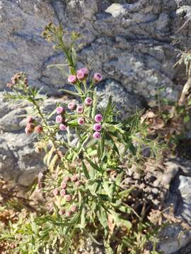 Imagem de Pluchea salicifolia (Mill.) Blake