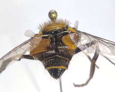 Image of Eristalis bogotensis Macquart 1842