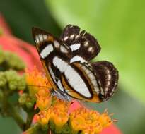 Image of Irenia Metalmark