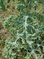 Image of Texas pricklypoppy