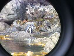 Image of Fiordland Crested Penguin