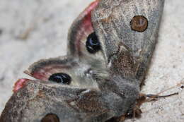 Image of Australian silkworm moths