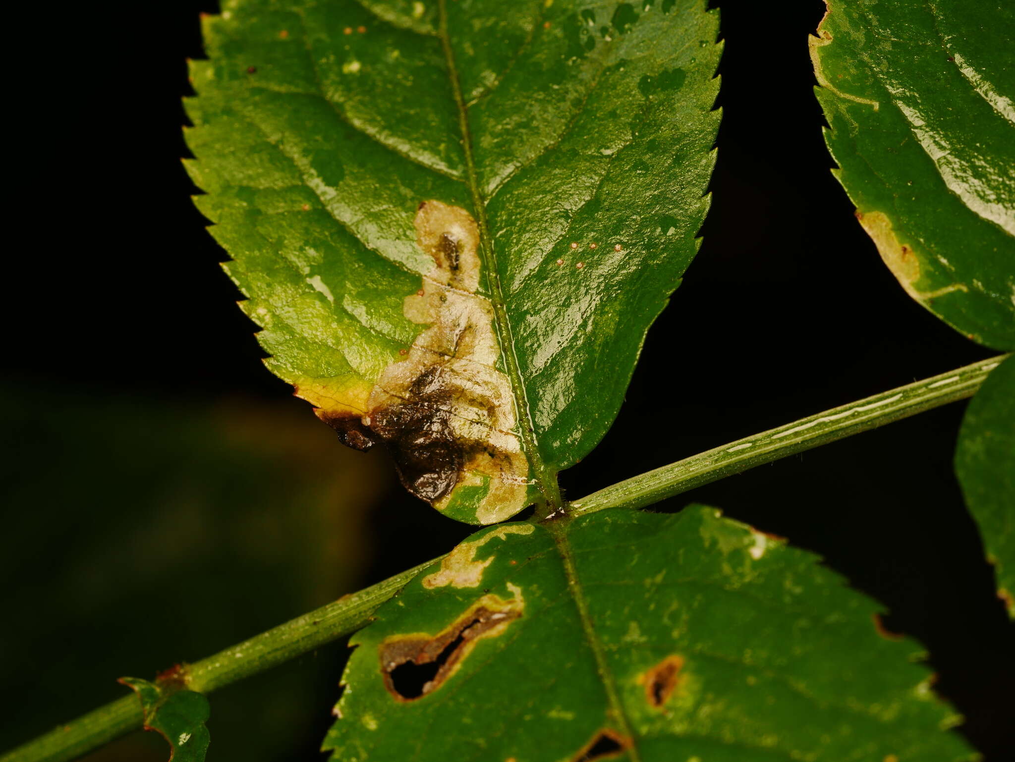 Image of Liriomyza amoena (Meigen 1830)