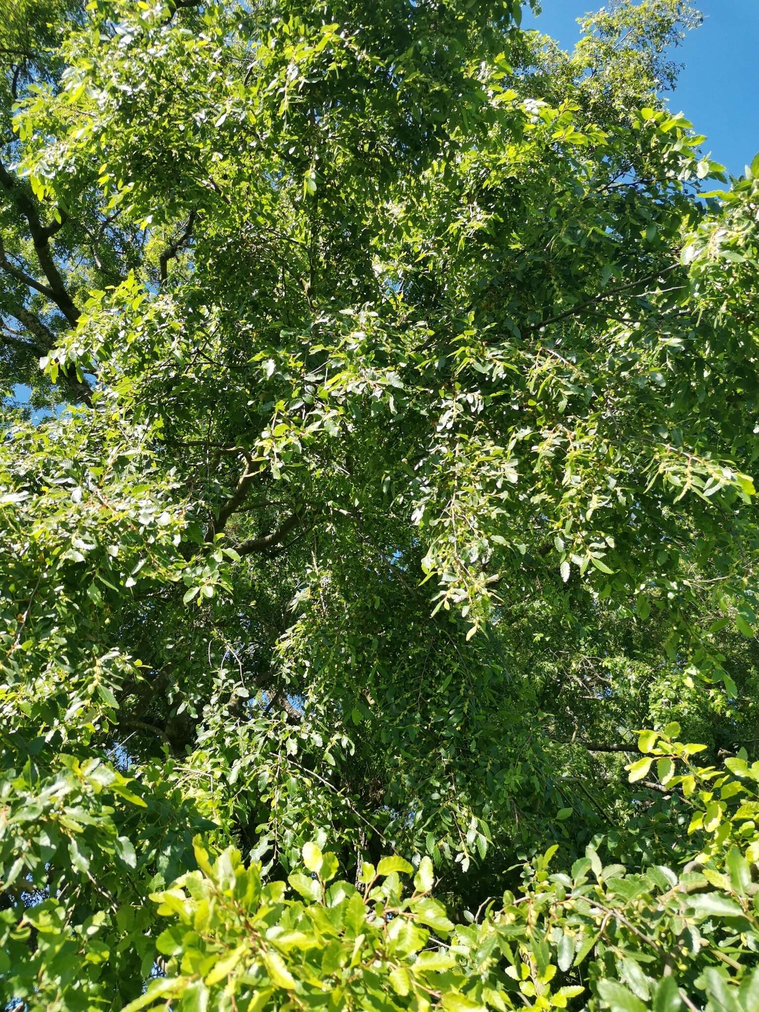 Image of roble beech