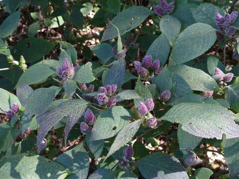 Image of Strobilanthes heyneanus Nees