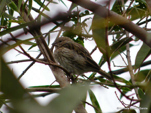 Image of Saffron Finch