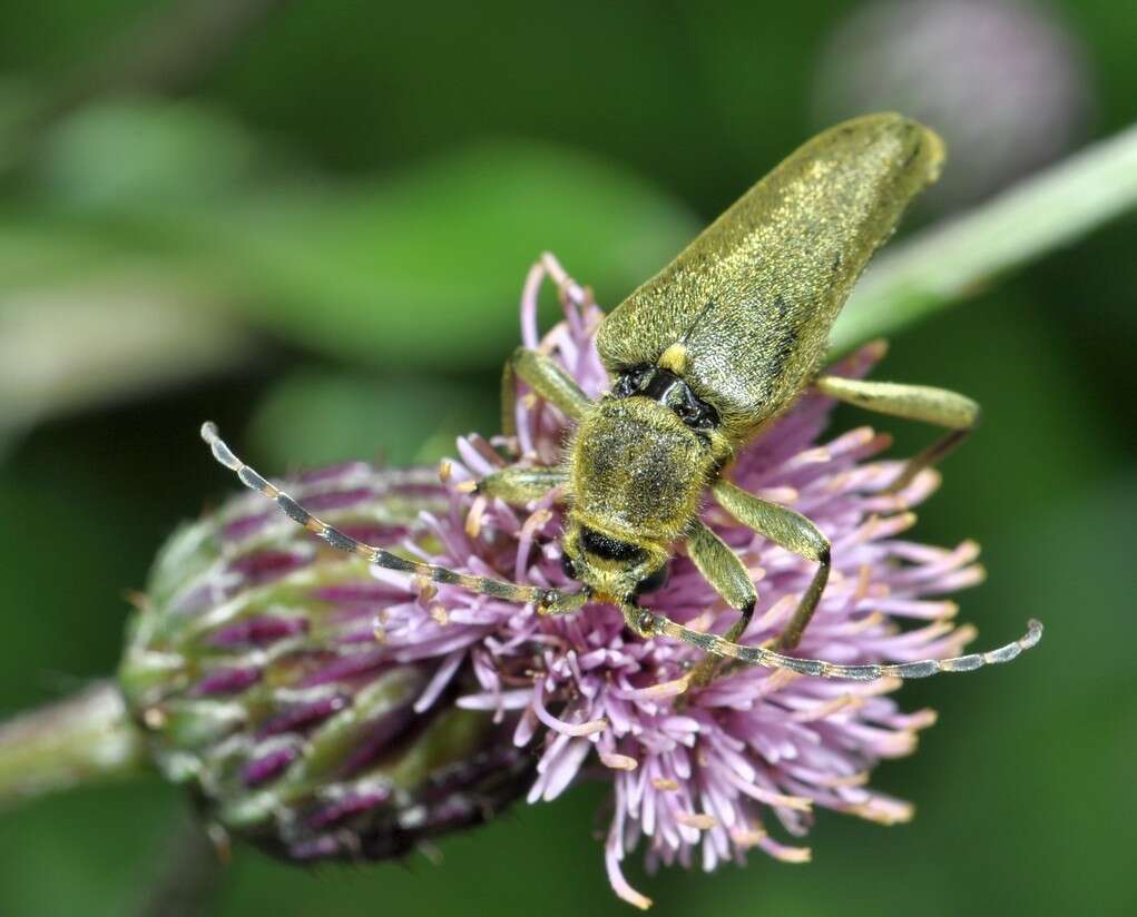 Image of Lepturobosca virens (Linné 1758)