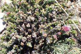 Image of Metalasia phillipsii subsp. incurva (Pillans) Karis