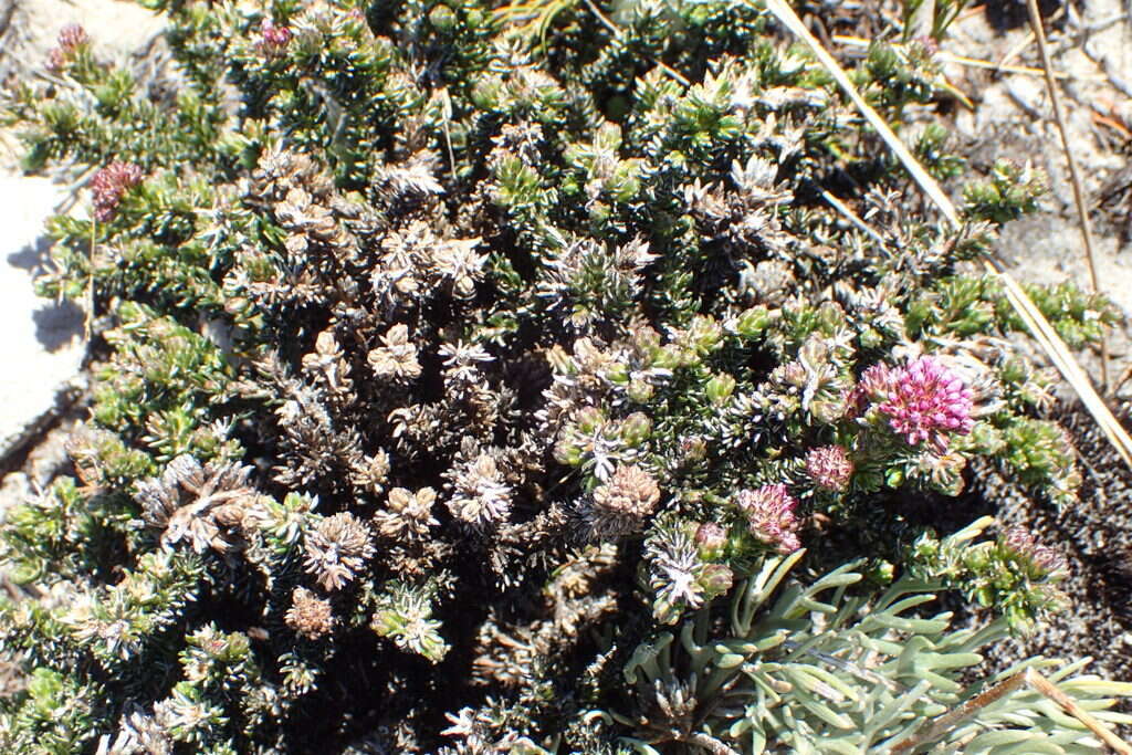Image of Metalasia phillipsii subsp. incurva (Pillans) Karis