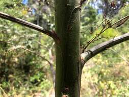 Image of Acacia loroloba Tindale