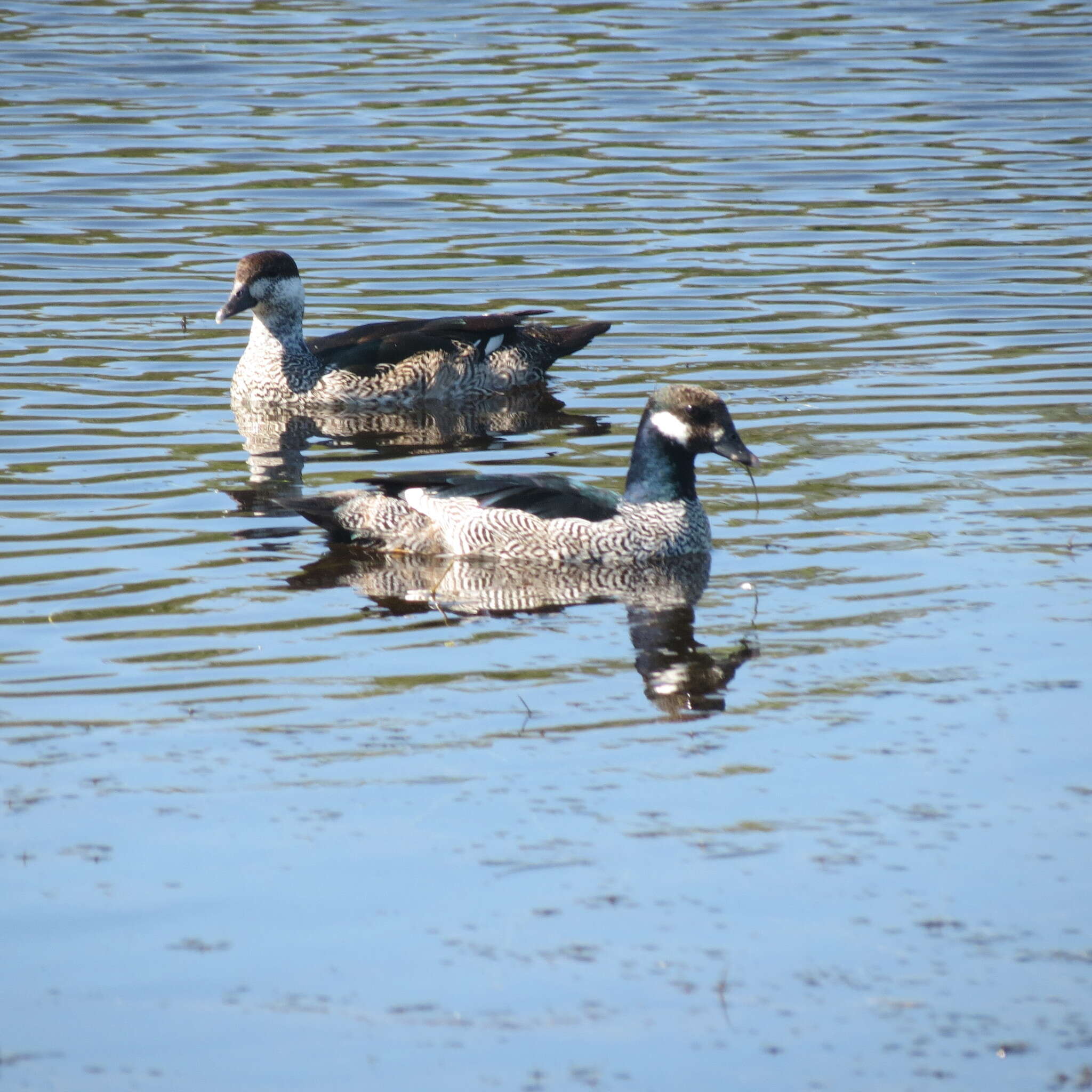 Image of Green Pygmy Goose