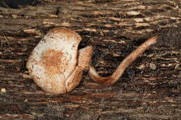 Image of Cystolepiota hetieri (Boud.) Singer 1973