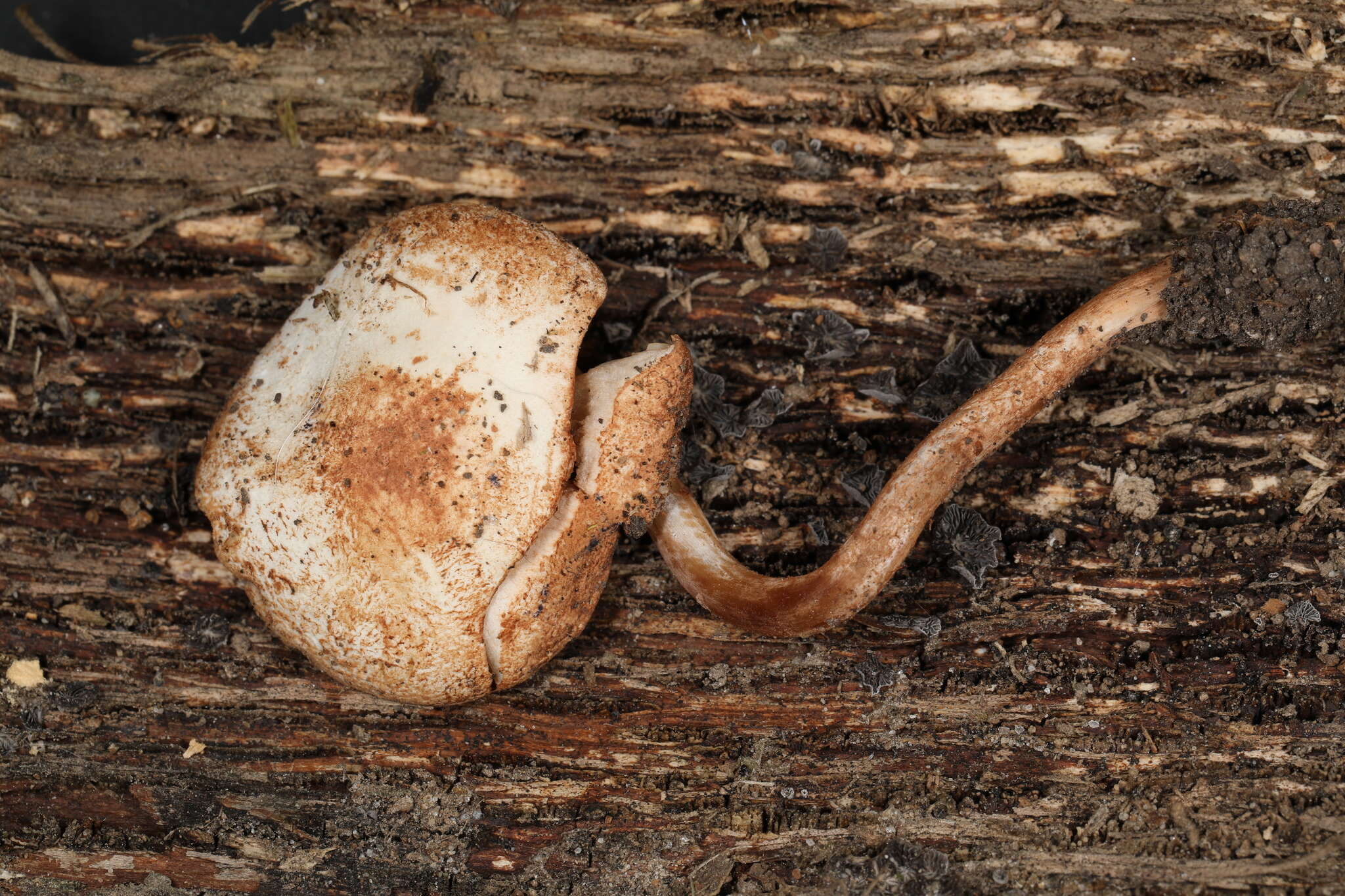 Image of Cystolepiota hetieri (Boud.) Singer 1973