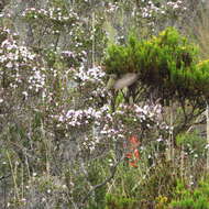 Chalcostigma heteropogon (Boissonneau 1840) resmi