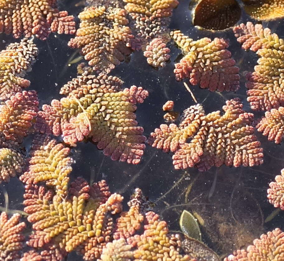 Image of feathered mosquitofern